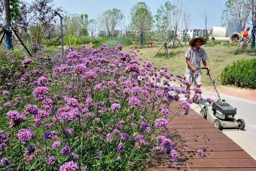 阜陽這個(gè)游園,預(yù)計(jì)月底開放